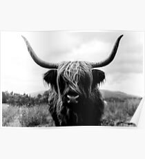 Scottish Highland Cattle - Black and White Animal Photography Poster