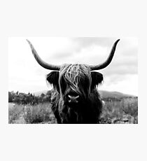 Scottish Highland Cattle - Black and White Animal Photography Photographic Print
