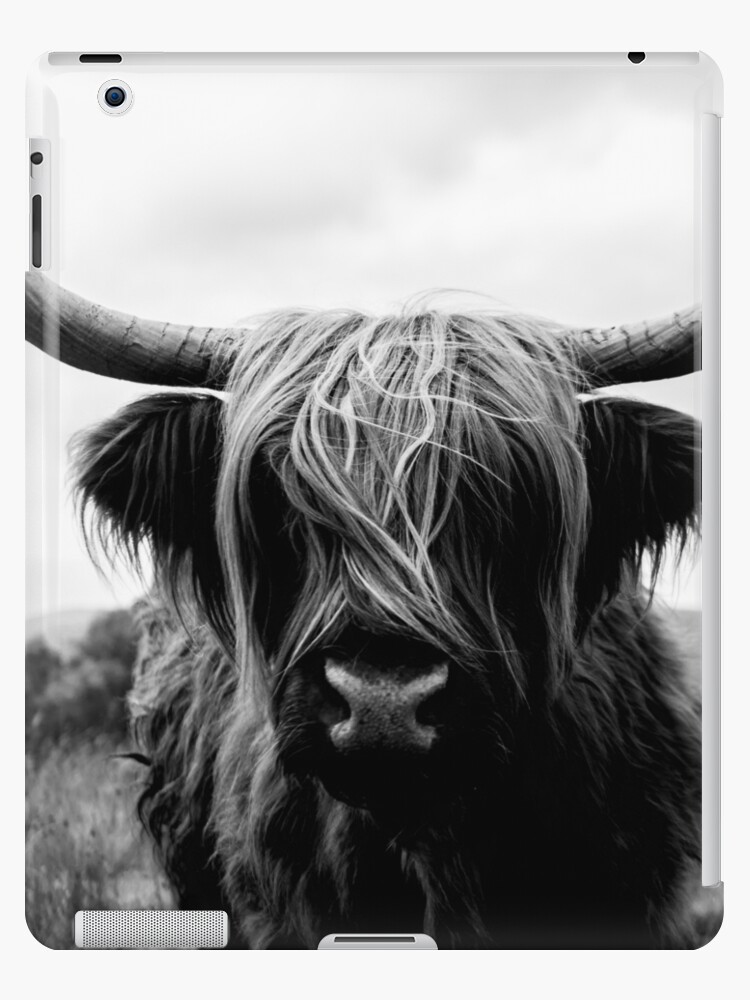 Scottish Highland Cattle Black And White Animal Photography