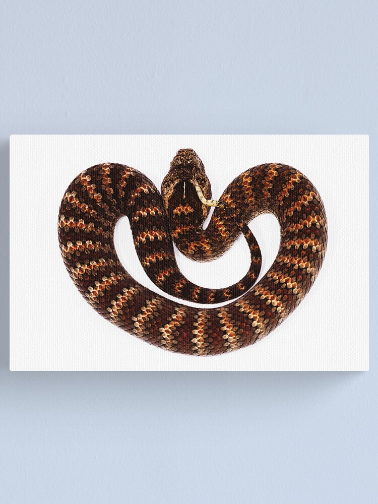 Alternate view of Common Death Adder (Acanthophis antarcticus) Canvas Print