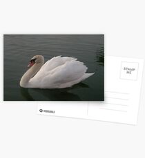 Swan beauty Postcards