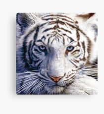 White Tiger Eyes Canvas Print