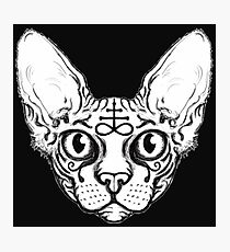 Sphinx Cat Photographic Print