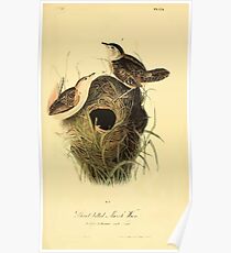 James Audubon Vector Rebuild - The Birds of America - From Drawings Made in the United States and Their Territories V 1-7 1840 - Short Billed Marsh Wren Poster