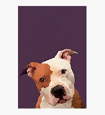 Pitbull Photographic Print
