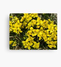 yellow flowers Canvas Print