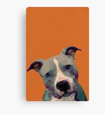 Pitbull Canvas Print