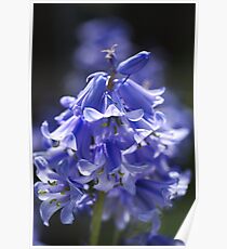 Beautiful Blue of Bluebells Poster