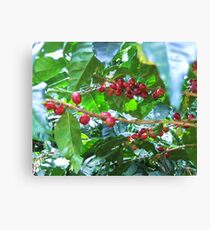 El Salvador #4 - Ripe coffee fruit beans Canvas Print