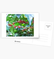 El Salvador #4 - Ripe coffee fruit beans Postcards