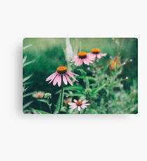Echinacea Canvas Print