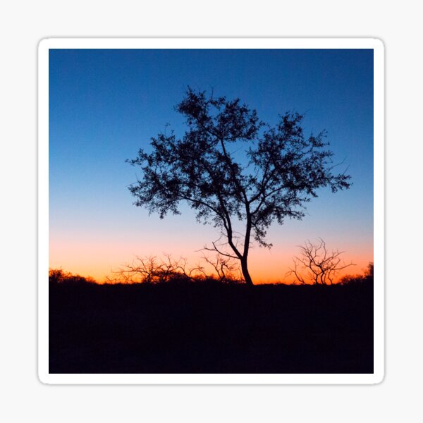 Tree Silhoette at Sunset Sticker