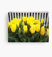 Yellow tulips Canvas Print