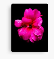 Pelargonie Leinwanddruck