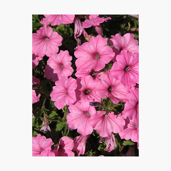 Proud to be Pink Photographic Print