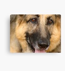 Honey Close-up Canvas Print