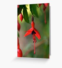 Single Wild Fuchsia Flower, Loch Na Fooey Greeting Card