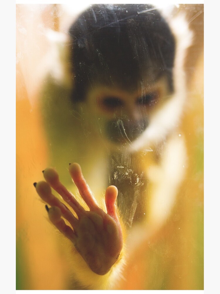 Bolivian Squirrel Monkey by IAmPaul