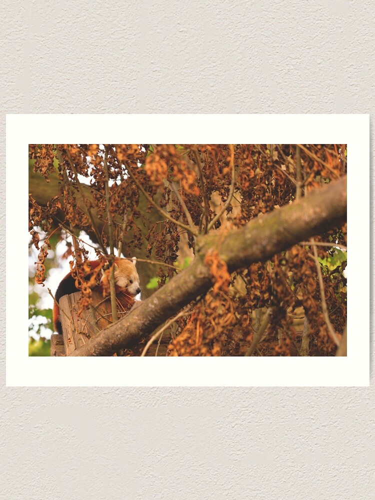 Alternate view of Red Panda Sleeping Art Print