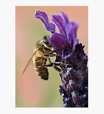 Bee on Lavender Photographic Print
