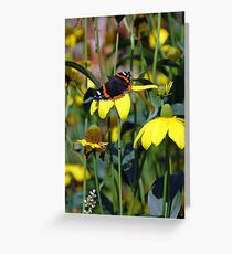 Red Admiral Butterfly on yellow daisy flowers Greeting Card