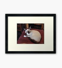 Meet Mick (Purebred Snowshoe) Framed Print