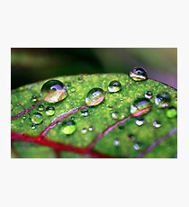Refresh Photographic Print