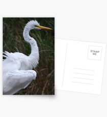 Great Egret Postcards