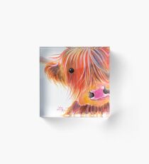 Scottish Highland Cow PRiNT ' SWEET SATSUMA ' by Shirley MacArthur Acrylic Block