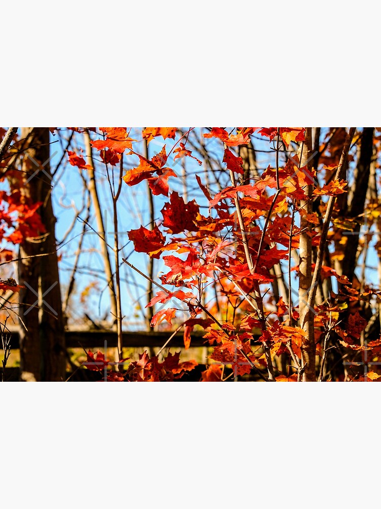Autumn Joy by debfaraday