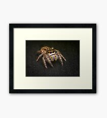 Jumping Spider Macro Framed Print