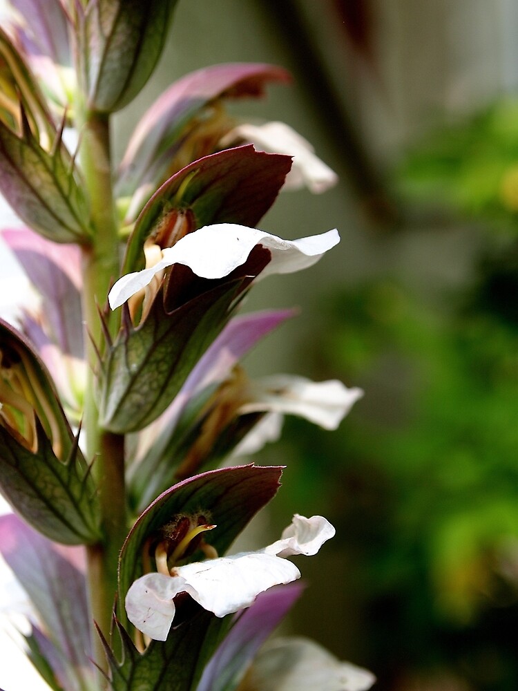 Acanthus from A Gardener's Notebook by Douglas E.  Welch