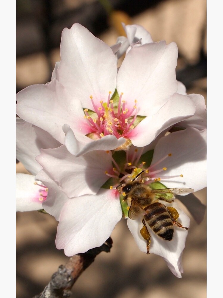 Bee on Apricot Blossom by douglasewelch