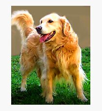 Golden Retriever Photographic Print