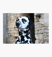 Sid the Dalmation Dog 2 Fotodruck