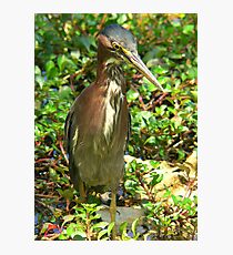 Lámina fotográfica Bird stance