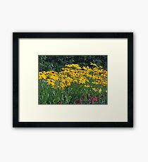 Black Eyed Susans 67 Framed Print
