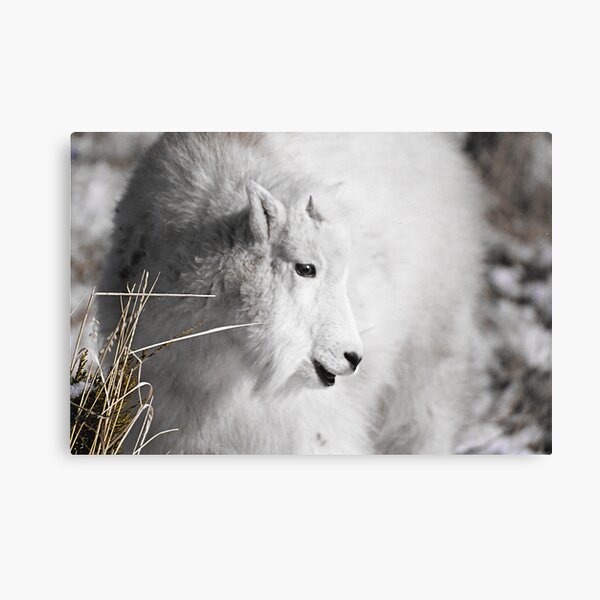 Baby Mountain Goat Canvas Print
