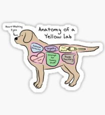 Anatomy of a Yellow Lab Sticker