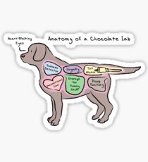 Anatomy of a Chocolate Lab Sticker