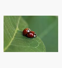 Mating Asian Lady Beetles Photographic Print