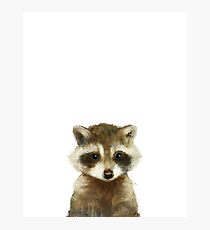 Little Raccoon Photographic Print