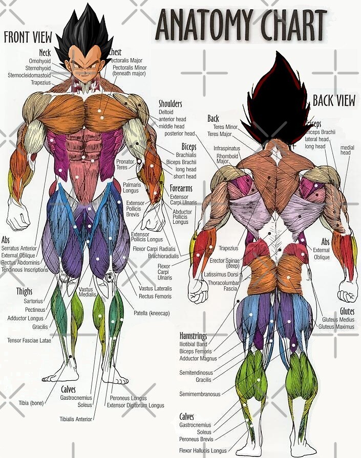 "Saiyan-Anatomie-Diagramm" von Rav Tammana | Redbubble