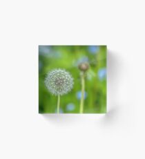 Dandelion in green Acrylic Block