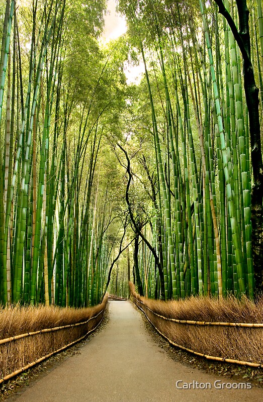  Big Bamboo  Forest by Carlton Grooms Redbubble