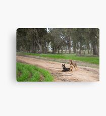 Two Young Kelpie's ....... Metal Print