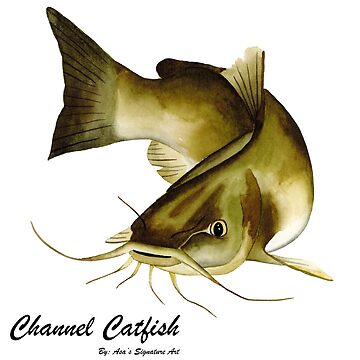 CHANNEL CATFISH. Line engraving Our beautiful pictures are available as  Framed Prints, Photos, Wall Art and Photo Gifts