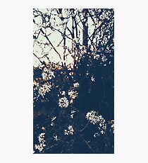Sunset blossoms Photographic Print