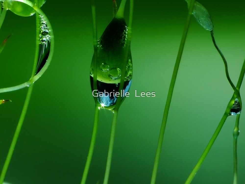 "The Jewel in the Crown" by Gabrielle Lees | Redbubble