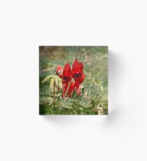 Sturt Desert Pea Acrylic Block